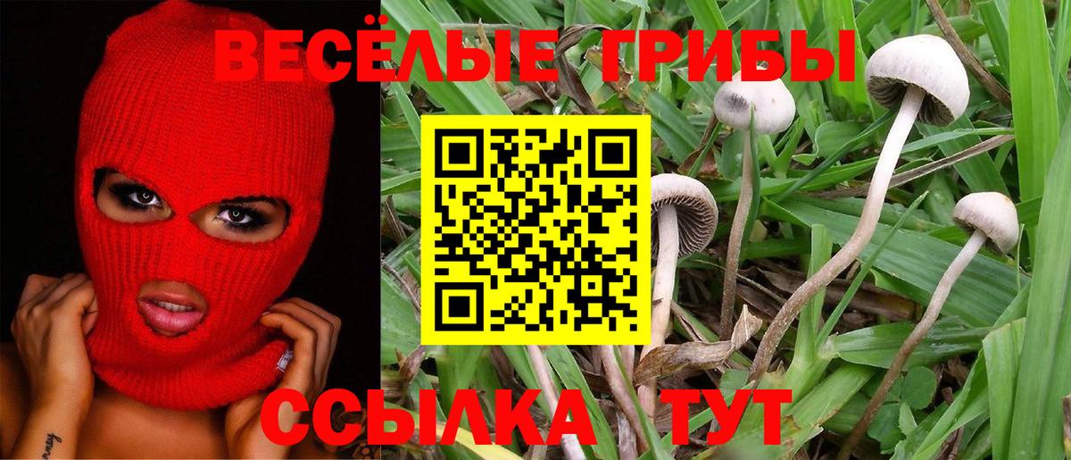 Галлюциногенные грибы Psilocybine cubensis Алатырь